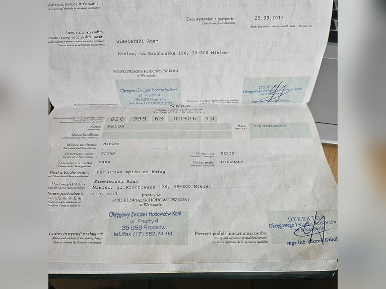 Polski koń zimnokrwisty Klacz 13 lat 160 cm Srokata in Bad Grund