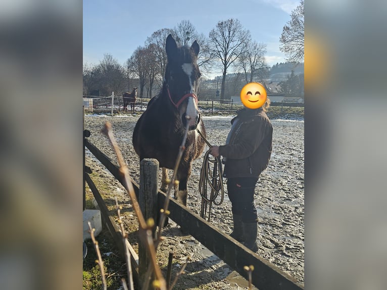 Polski koń zimnokrwisty Klacz 13 lat 160 cm Srokata in Bad Grund