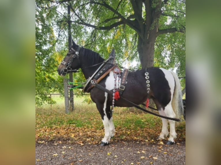 Polski koń zimnokrwisty Klacz 13 lat 160 cm Srokata in Bad Grund