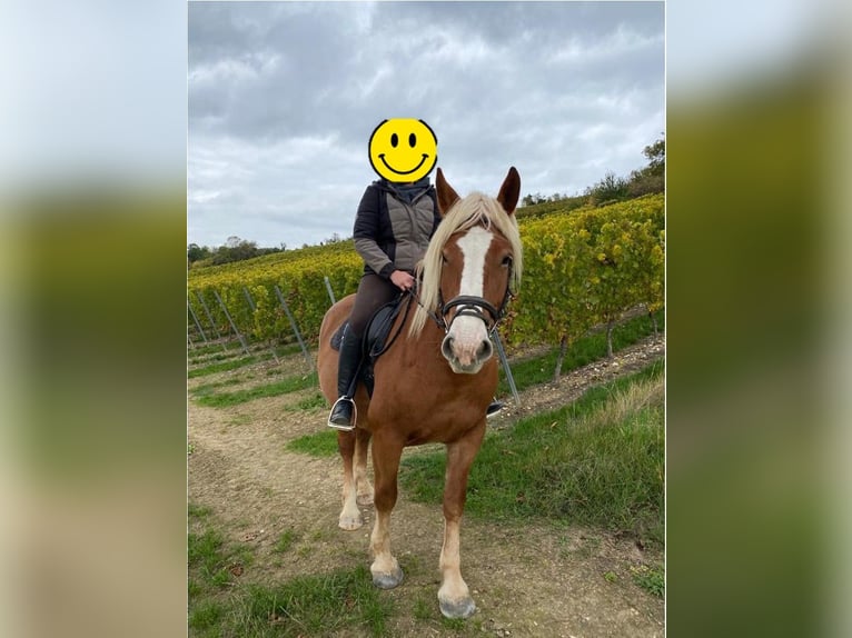 Polski koń zimnokrwisty Klacz 13 lat 165 cm Kasztanowata in Ingelheim am Rhein