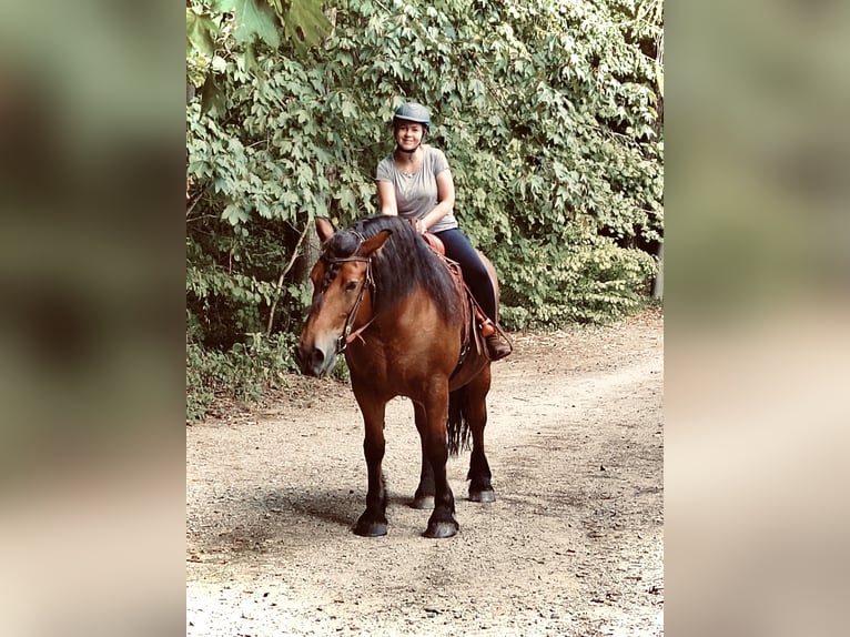 Polski koń zimnokrwisty Klacz 14 lat 162 cm Gniada in Hainrode