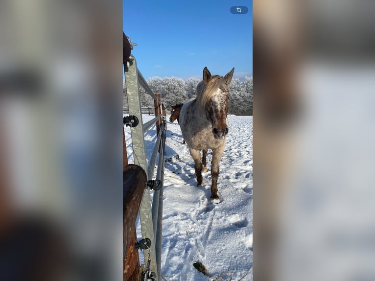 Polski koń zimnokrwisty Mix Klacz 15 lat 163 cm Tarantowata in Niederkumbd