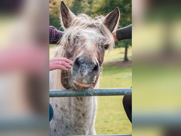 Polski koń zimnokrwisty Mix Klacz 15 lat 163 cm Tarantowata in Niederkumbd