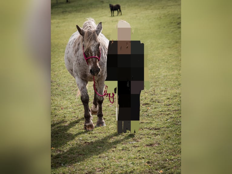 Polski koń zimnokrwisty Mix Klacz 15 lat 163 cm Tarantowata in Niederkumbd