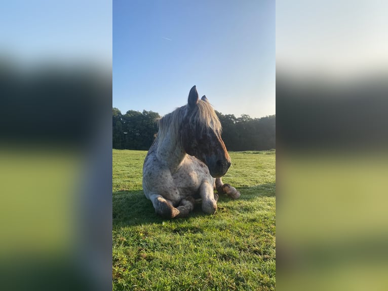 Polski koń zimnokrwisty Mix Klacz 15 lat 163 cm Tarantowata in Niederkumbd