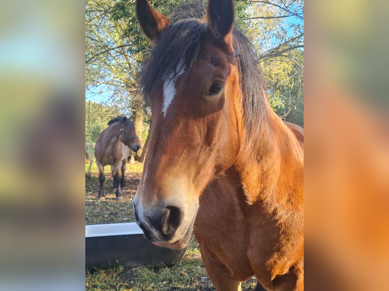 Polski koń zimnokrwisty Klacz 15 lat 165 cm Gniada in Muldestausee