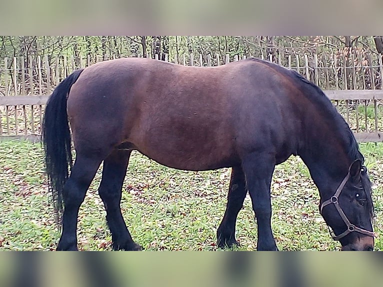 Polski koń zimnokrwisty Mix Klacz 16 lat 157 cm Ciemnogniada in Todesfelde