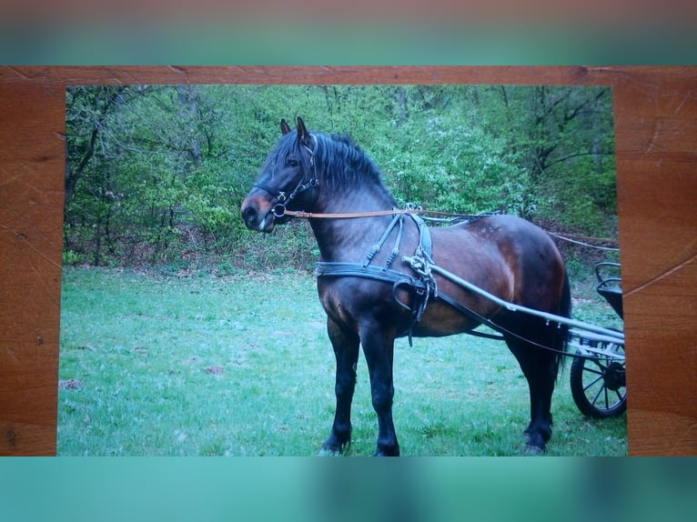 Polski koń zimnokrwisty Mix Klacz 16 lat 157 cm Ciemnogniada in Todesfelde