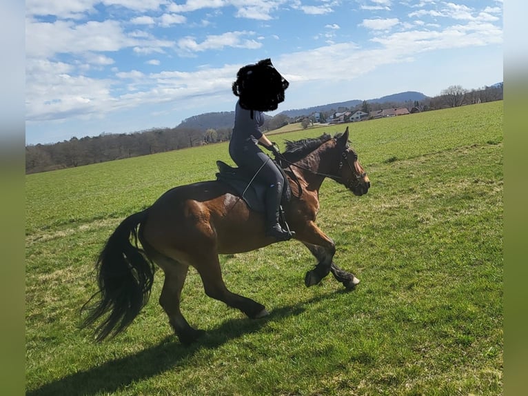 Polski koń zimnokrwisty Klacz 16 lat 160 cm Gniada in Maulbronn