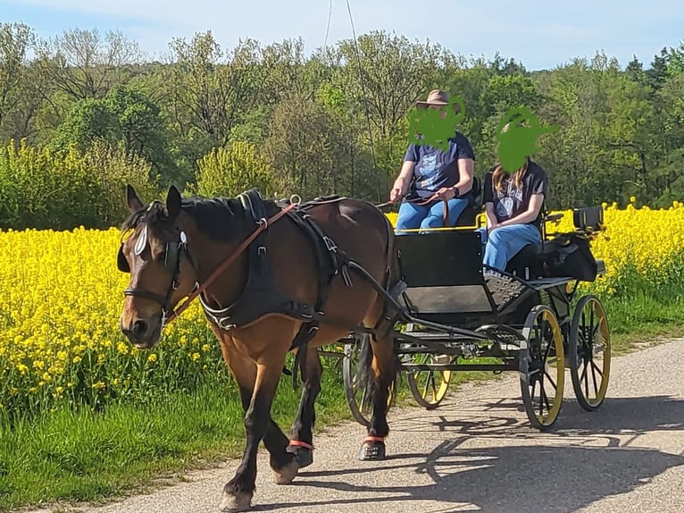 Polski koń zimnokrwisty Klacz 17 lat 160 cm Gniada in Maulbronn