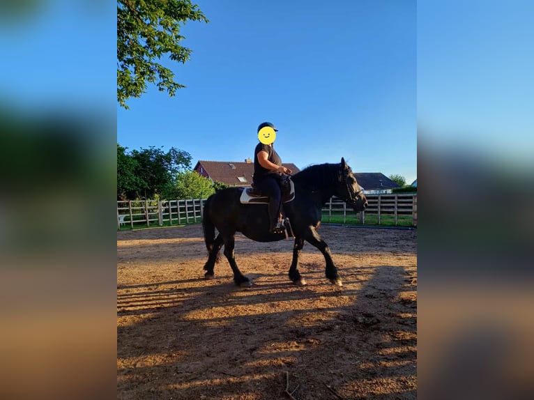 Polski koń zimnokrwisty Klacz 18 lat 151 cm Kara in Westheim