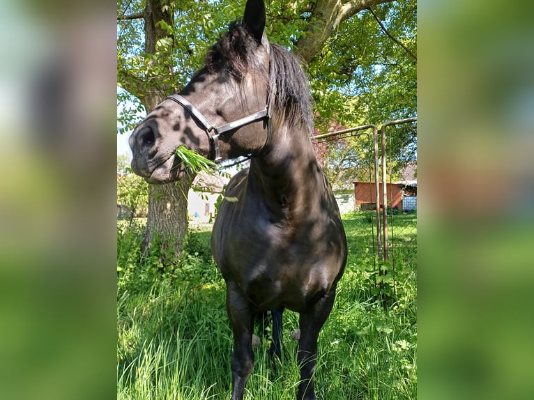 Polski koń zimnokrwisty Klacz 18 lat 151 cm Kara in Westheim