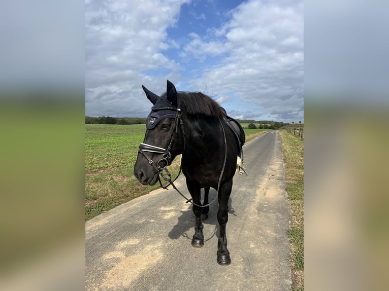 Polski koń zimnokrwisty Klacz 19 lat 157 cm Kara in Kefenrod