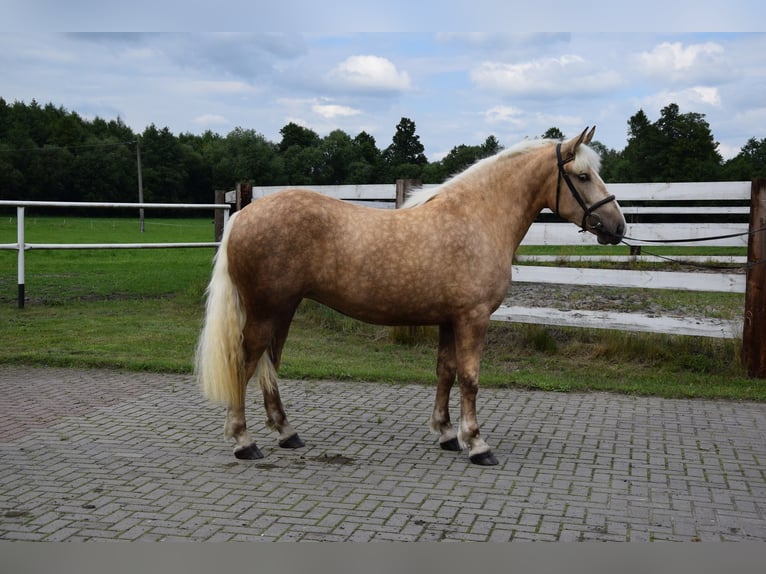 Polski koń zimnokrwisty Mix Klacz 3 lat 161 cm Izabelowata in Chelmno