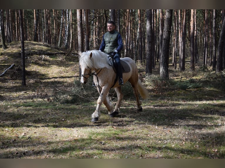 Polski koń zimnokrwisty Mix Klacz 3 lat 162 cm Izabelowata in Chełmno