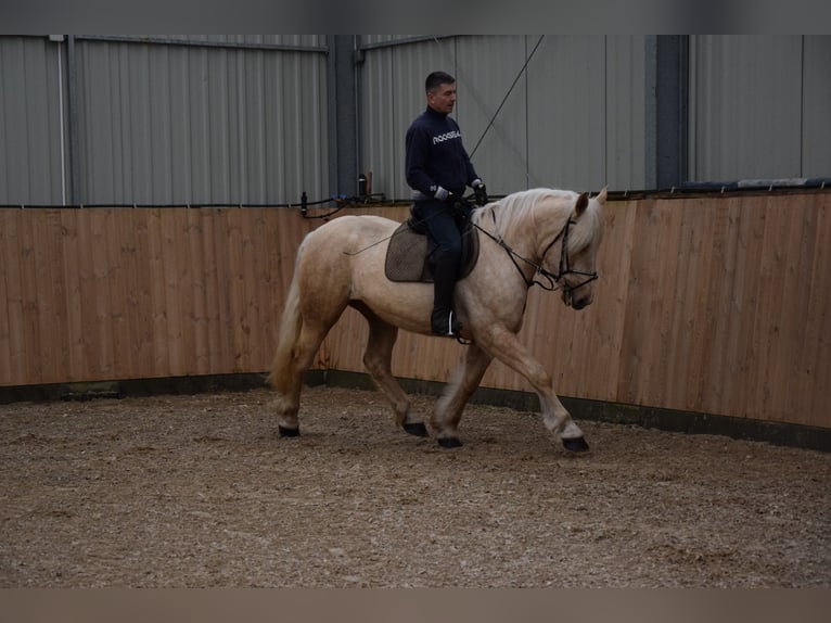 Polski koń zimnokrwisty Mix Klacz 3 lat 162 cm Izabelowata in Chełmno