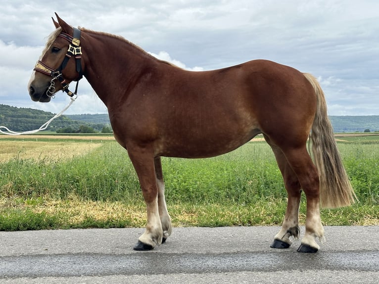 Polski koń zimnokrwisty Klacz 3 lat 164 cm Ciemnokasztanowata in Riedlingen