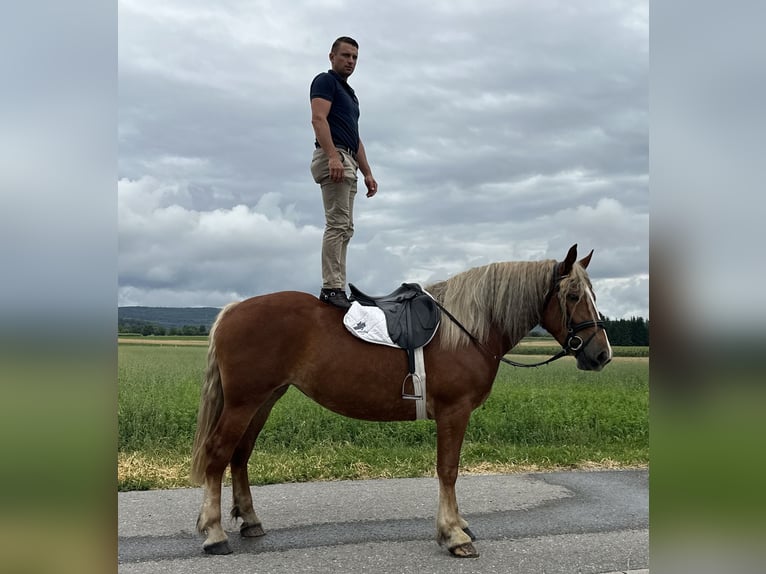 Polski koń zimnokrwisty Klacz 3 lat 164 cm Ciemnokasztanowata in Riedlingen