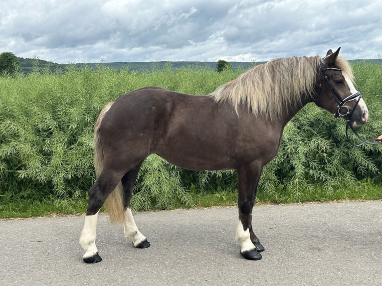 Polski koń zimnokrwisty Mix Klacz 4 lat 150 cm Ciemnokasztanowata in Riedlingen