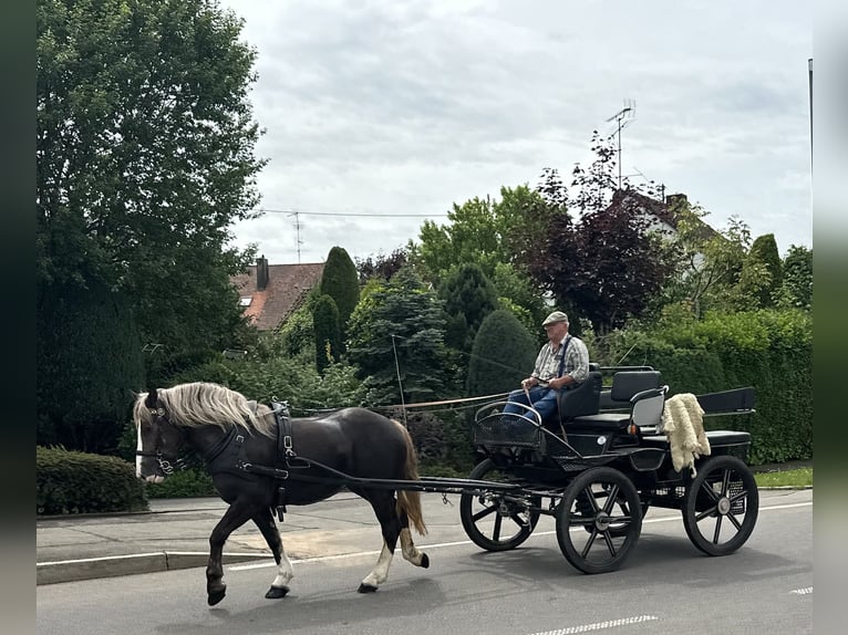 Polski koń zimnokrwisty Mix Klacz 4 lat 150 cm Ciemnokasztanowata in Riedlingen