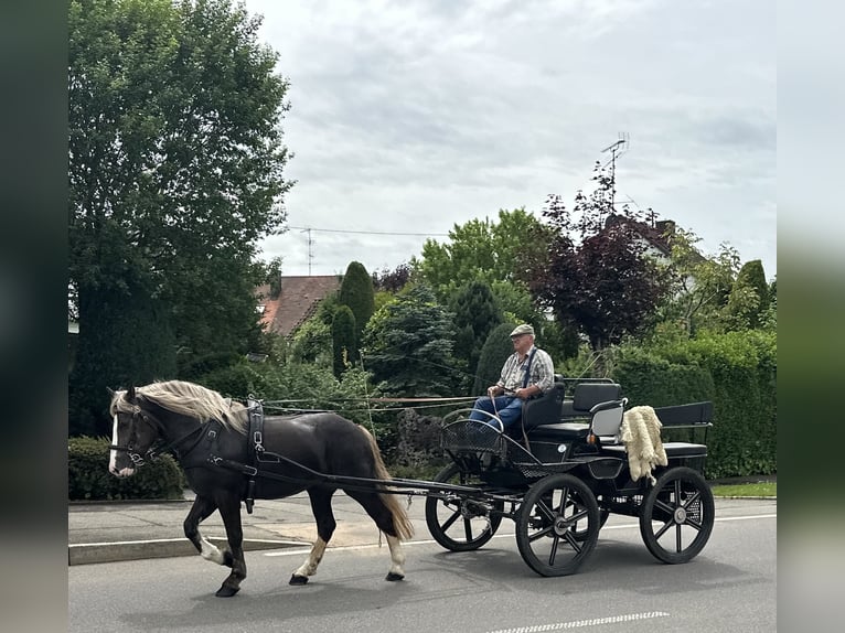 Polski koń zimnokrwisty Mix Klacz 4 lat 150 cm Ciemnokasztanowata in Riedlingen