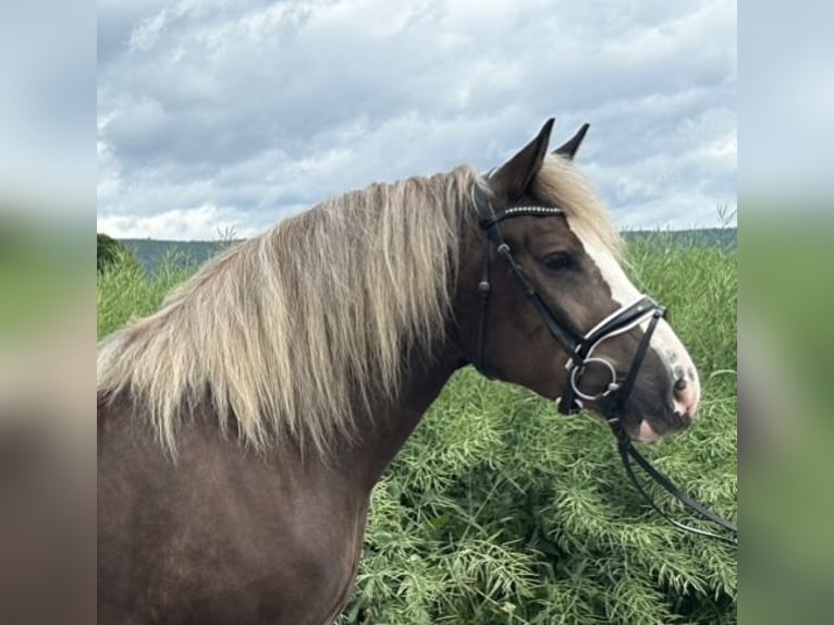 Polski koń zimnokrwisty Mix Klacz 4 lat 150 cm Ciemnokasztanowata in Riedlingen