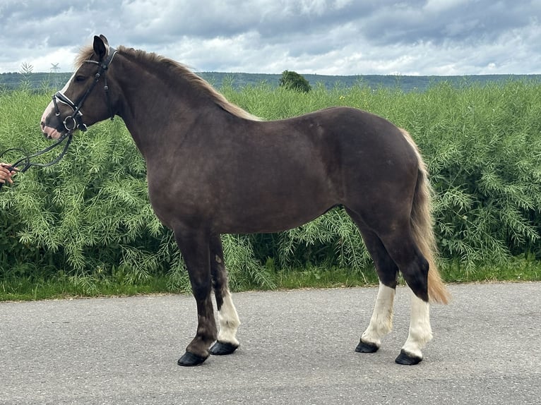 Polski koń zimnokrwisty Mix Klacz 4 lat 150 cm Ciemnokasztanowata in Riedlingen