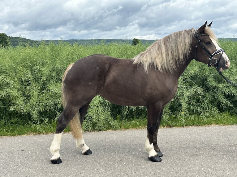 Polski koń zimnokrwisty Mix Klacz 4 lat 150 cm Ciemnokasztanowata in Riedlingen