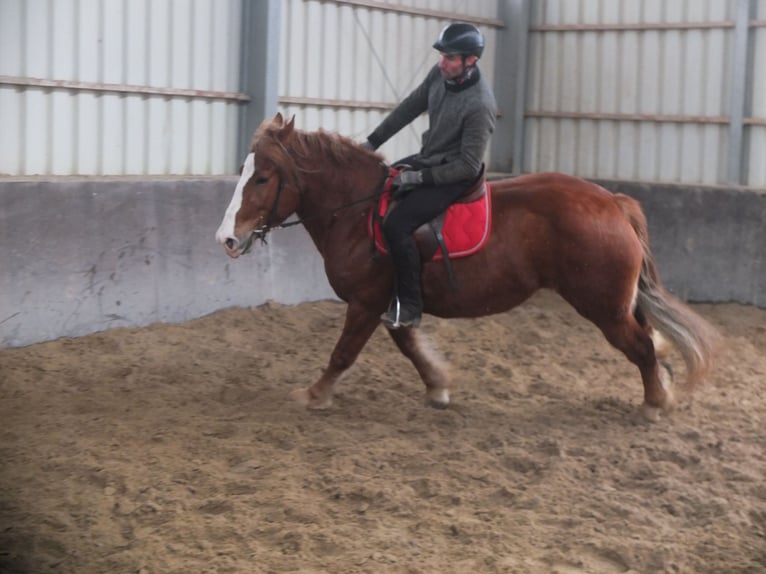 Polski koń zimnokrwisty Mix Klacz 4 lat 155 cm Kasztanowata in Buttstädt