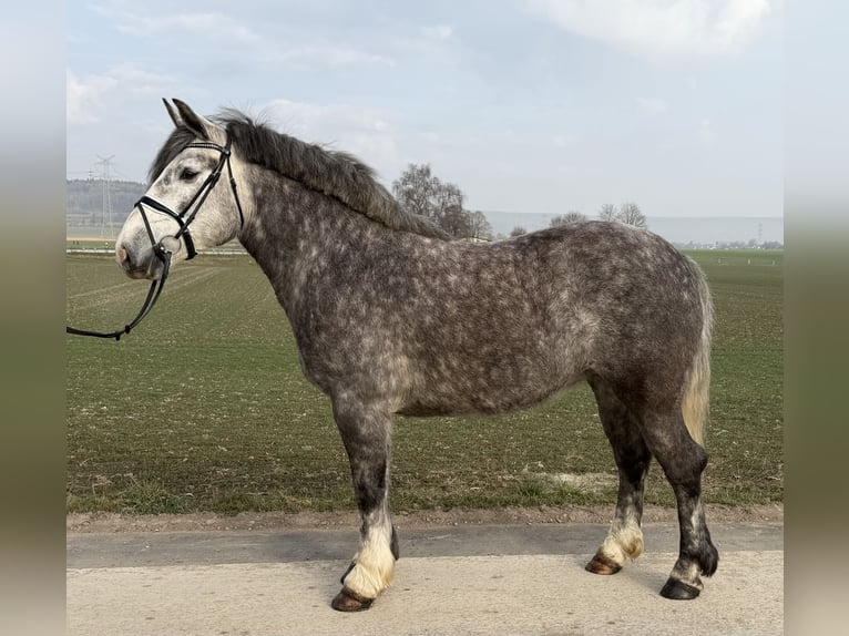 Polski koń zimnokrwisty Klacz 4 lat 156 cm Siwa jabłkowita in Riedlingen