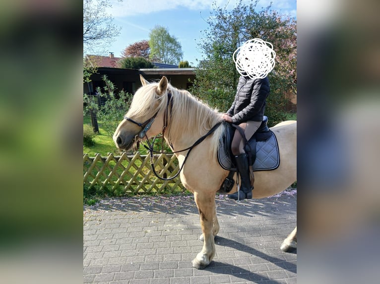 Polski koń zimnokrwisty Klacz 4 lat 160 cm Izabelowata in Cuxhaven