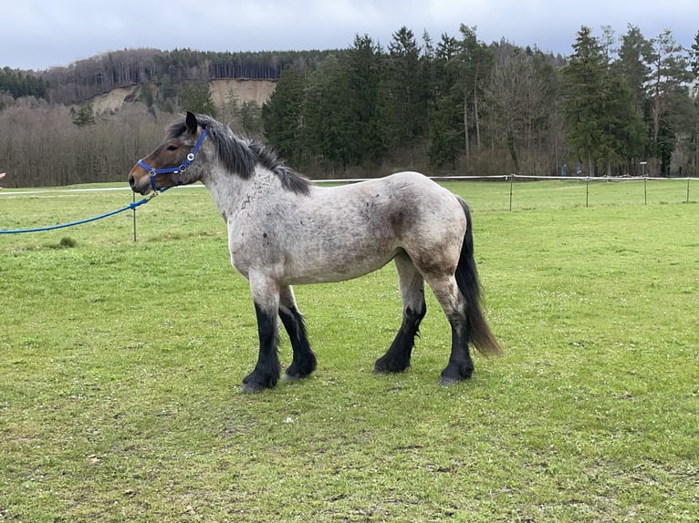 Polski koń zimnokrwisty Klacz 4 lat 160 cm Kasztanowatodereszowata in Fuchstal