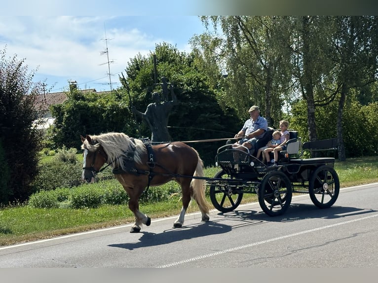 Polski koń zimnokrwisty Klacz 4 lat 164 cm Kasztanowata in Riedlingen