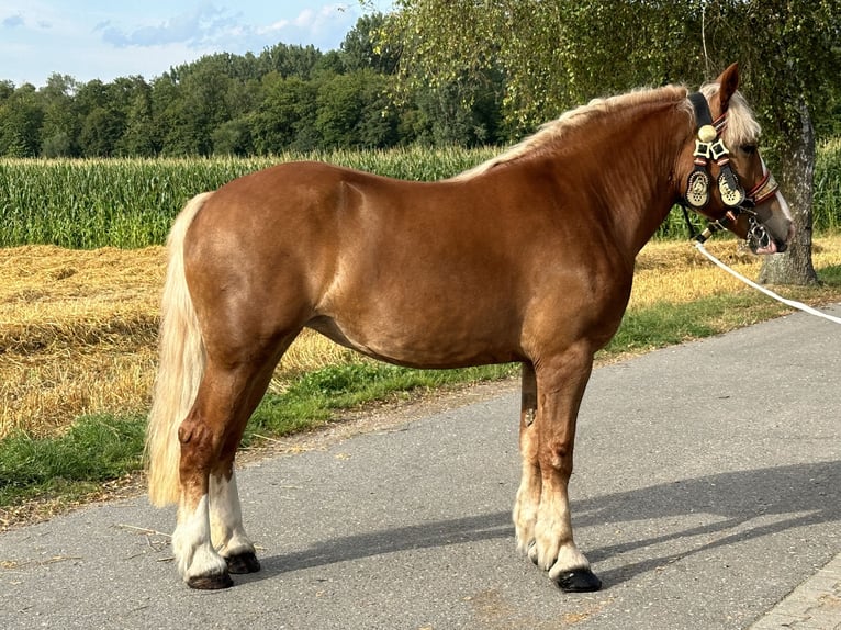 Polski koń zimnokrwisty Klacz 4 lat 164 cm Kasztanowata in Riedlingen