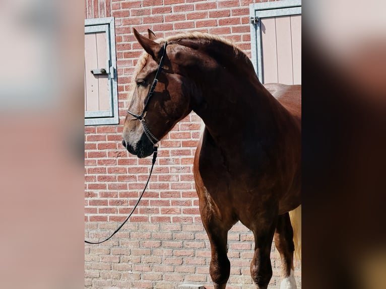 Polski koń zimnokrwisty Klacz 4 lat 166 cm  in Weert