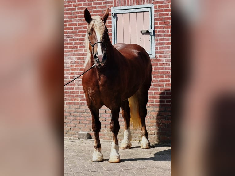 Polski koń zimnokrwisty Klacz 4 lat 166 cm  in Weert