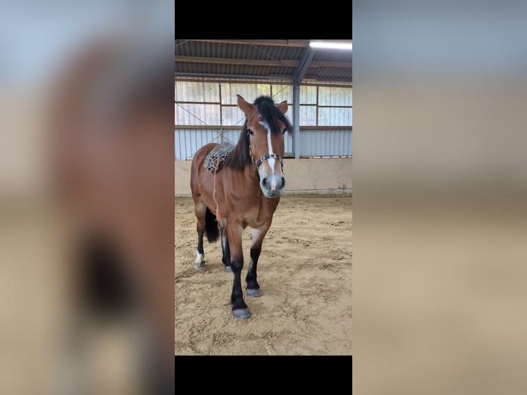 Polski koń zimnokrwisty Klacz 4 lat 170 cm Gniada in Herne