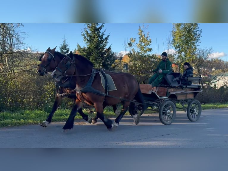 Polski koń zimnokrwisty Klacz 5 lat 155 cm Gniada in Fuchstal