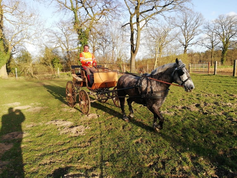 Polski koń zimnokrwisty Klacz 5 lat 155 cm Siwa in Woltersdorf