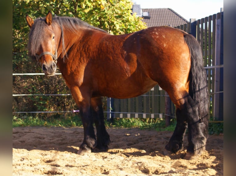 Polski koń zimnokrwisty Klacz 5 lat 162 cm Gniada in Velpke