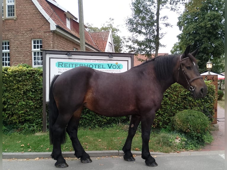 Polski koń zimnokrwisty Klacz 5 lat 162 cm Gniada in Eggermühlen