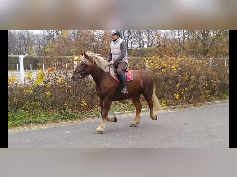 Polski koń zimnokrwisty Klacz 5 lat 162 cm Kasztanowata in Kamenz