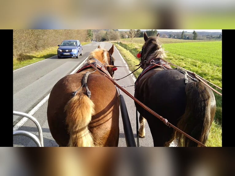 Polski koń zimnokrwisty Klacz 5 lat 162 cm Kasztanowata in Kamenz