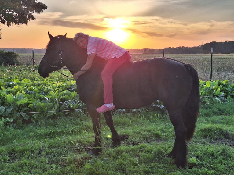 Polski koń zimnokrwisty Klacz 6 lat 150 cm Kara in S&#xFC;derholz