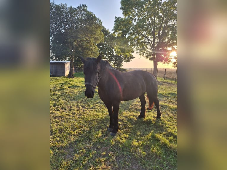 Polski koń zimnokrwisty Klacz 6 lat 150 cm Kara in S&#xFC;derholz