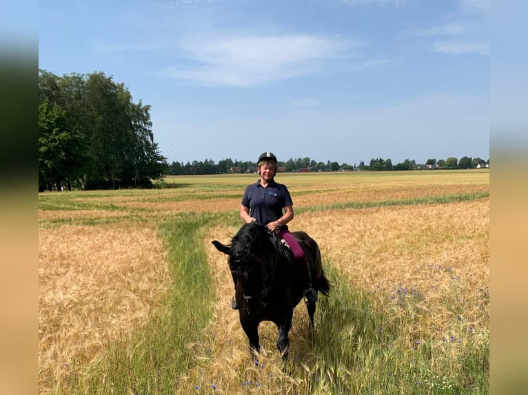 Polski koń zimnokrwisty Klacz 6 lat 150 cm Kara in S&#xFC;derholz