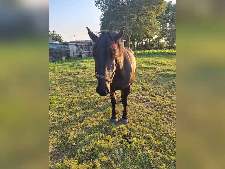 Polski koń zimnokrwisty Klacz 6 lat 150 cm Kara in S&#xFC;derholz