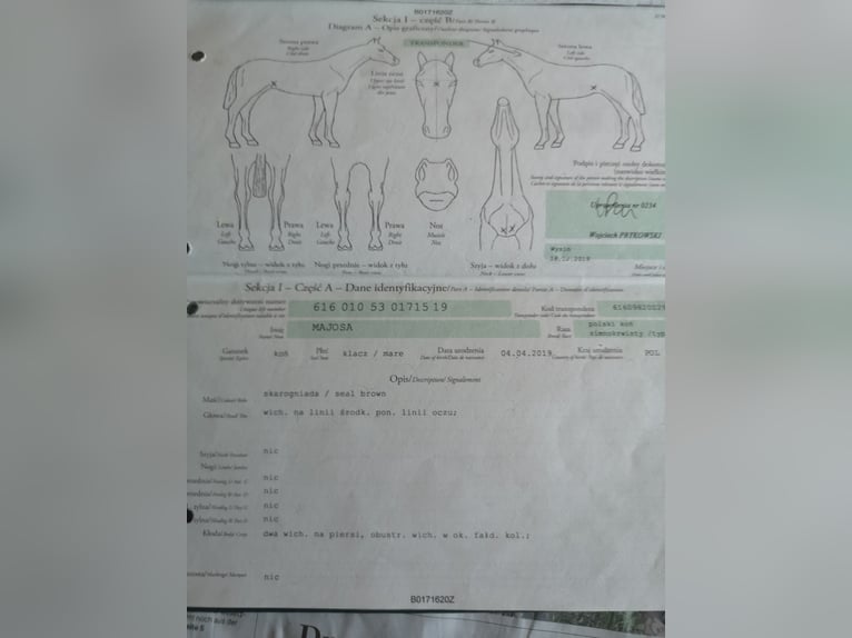 Polski koń zimnokrwisty Klacz 6 lat 150 cm Kara in S&#xFC;derholz