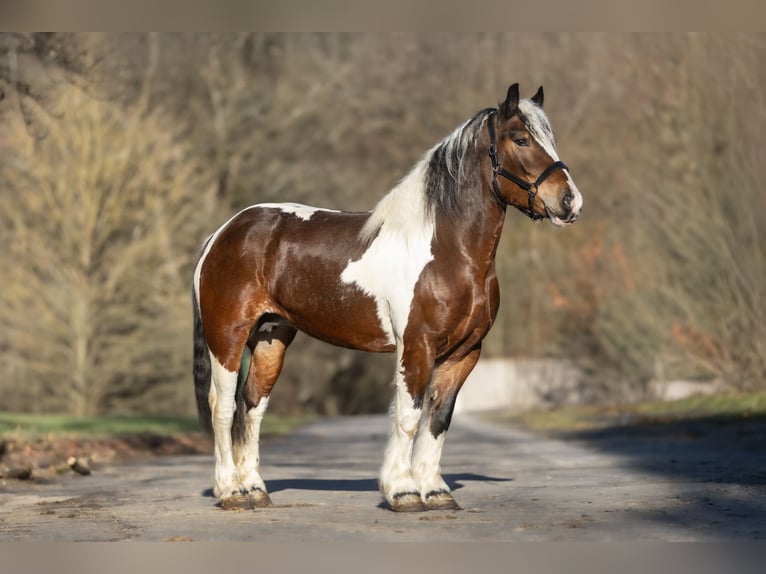 Polski koń zimnokrwisty Mix Klacz 6 lat 153 cm Srokata in Galenberg