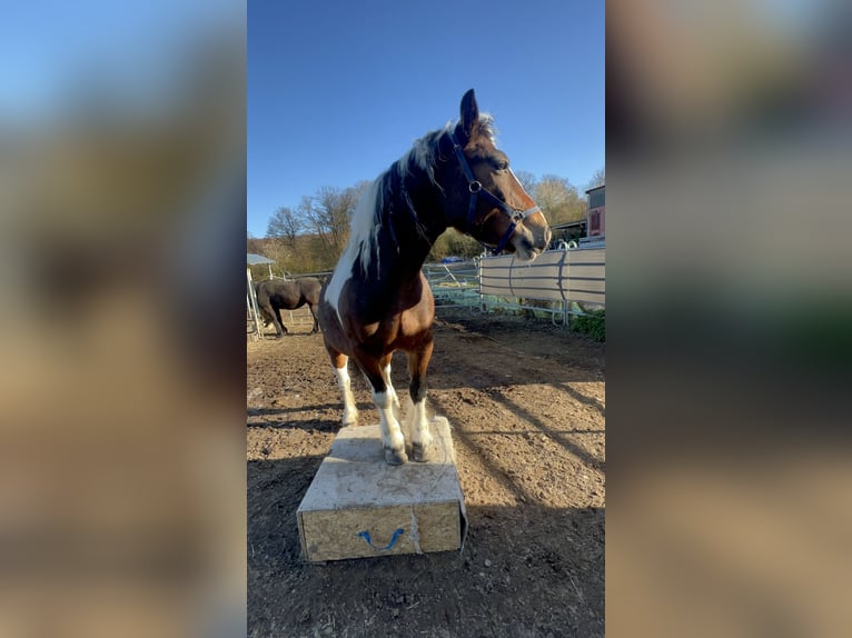 Polski koń zimnokrwisty Mix Klacz 6 lat 153 cm Srokata in Galenberg